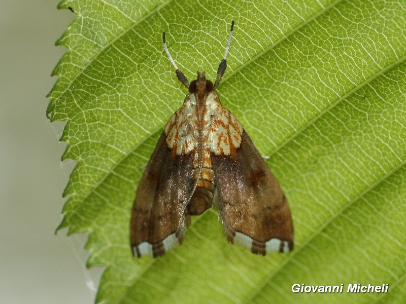 Agrotera nemoralis  - Crambidae